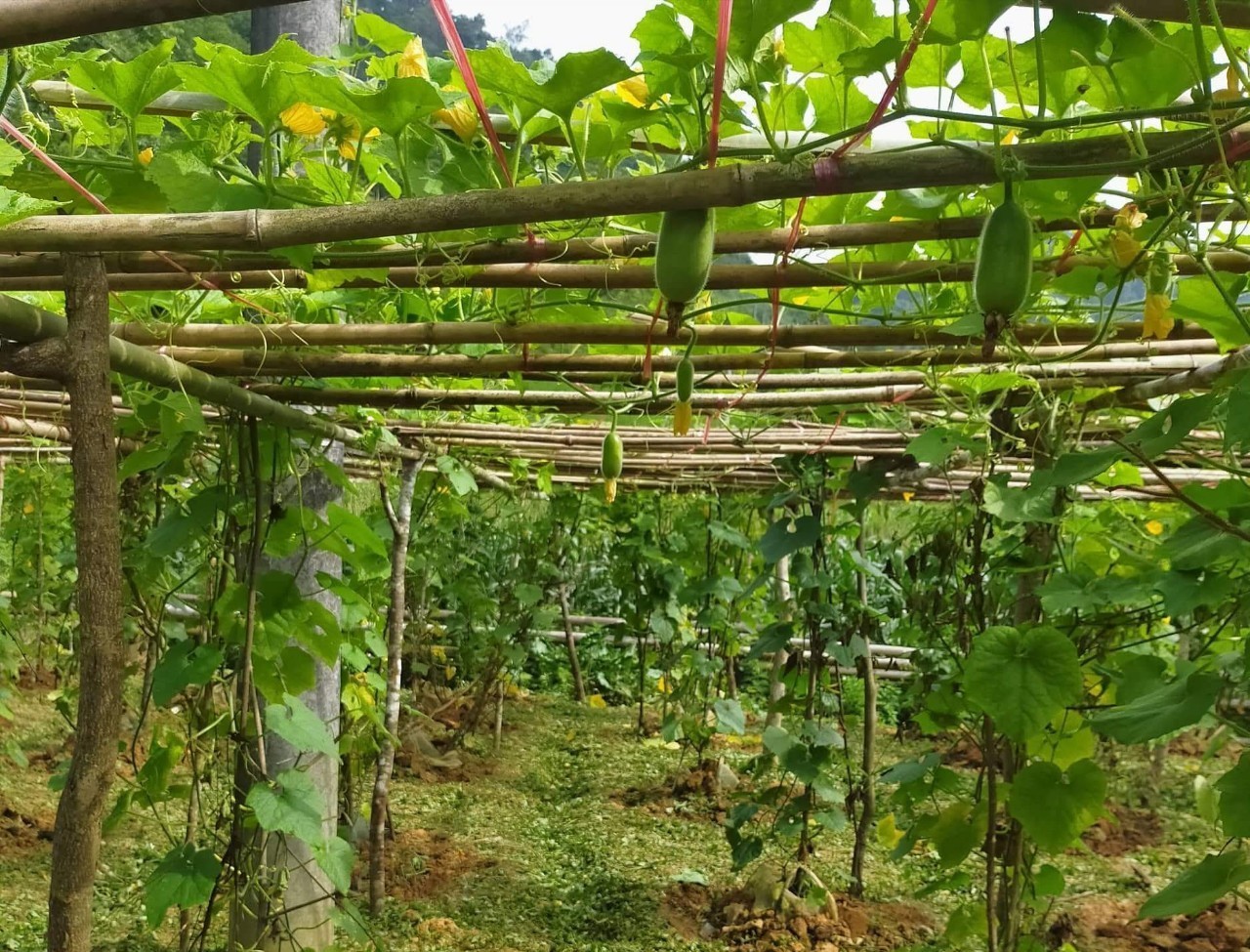 Phú Thọ Hiệu quả từ mô hình trồng bí xanh của Tổ hợp tác làng Xuân  Cổng  Thông Tin Hội Liên hiệp Phụ nữ Việt Nam